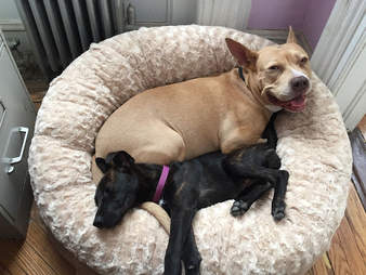 animals matter katie puff bed