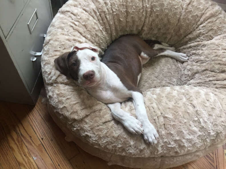 Animals matter sales dog bed reviews