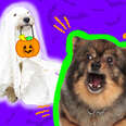 how to calm dogs on halloween