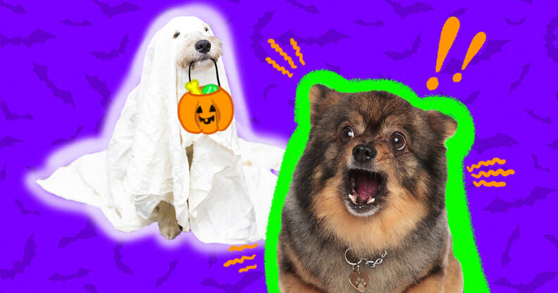 how to calm dogs on halloween