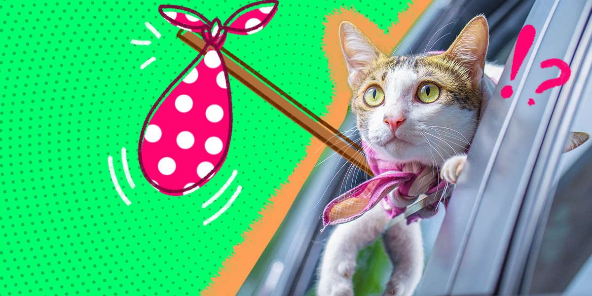 Tips For Moving Your Cat To A New Home DodoWell The Dodo