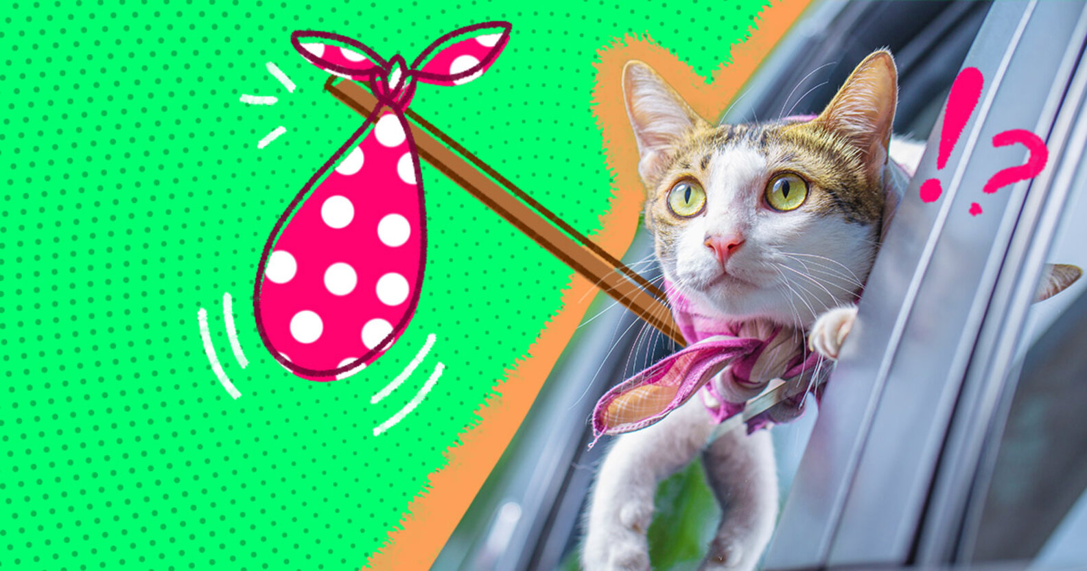 Tips For Moving Your Cat To A New Home DodoWell The Dodo