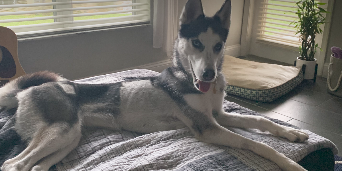 You Won't Believe What This Husky Looks Like Now - Videos - The Dodo