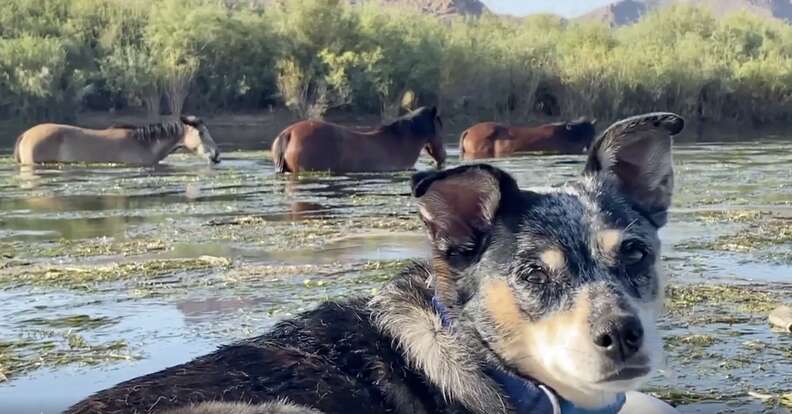 dog watches wild horses