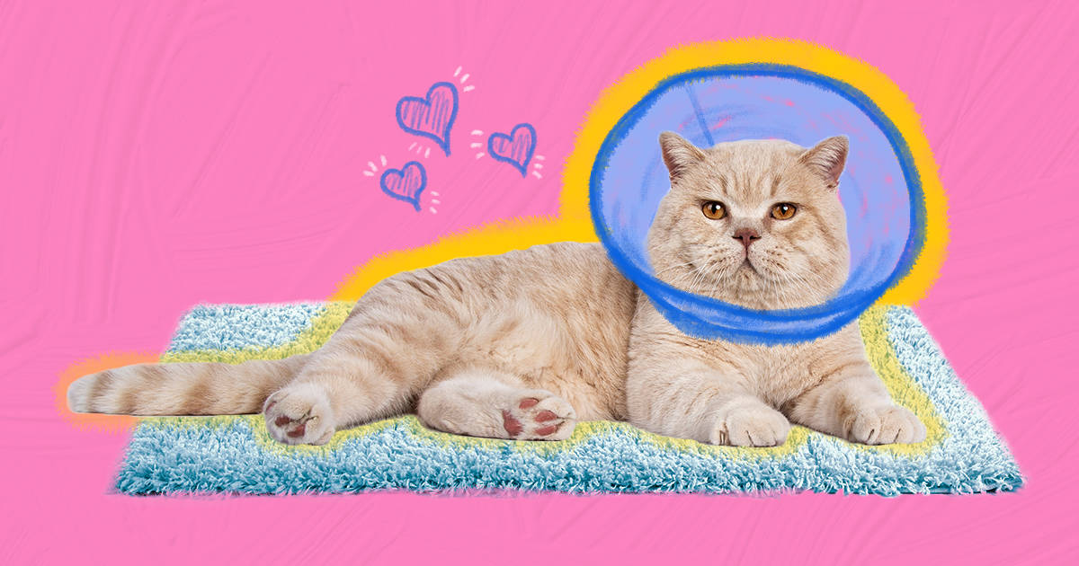 What to expect after your cat hot sale is spayed