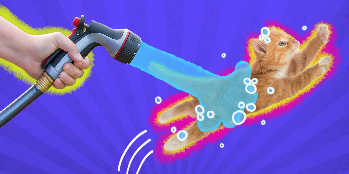 How To Bathe A Cat DodoWell The Dodo