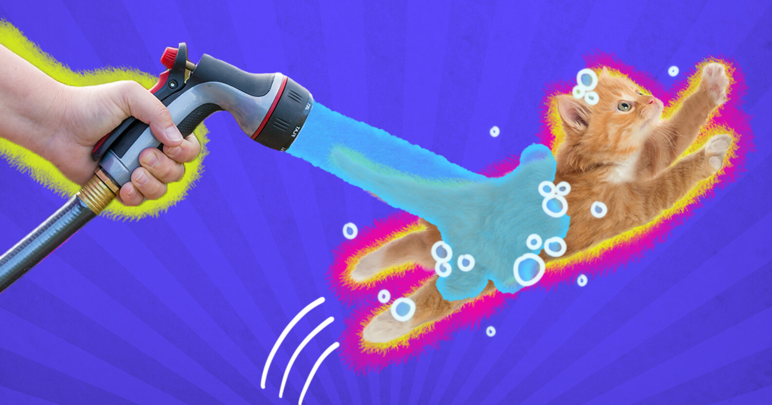 How To Bathe A Cat DodoWell The Dodo