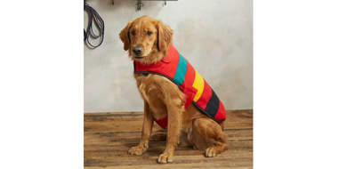 pendleton dog coat