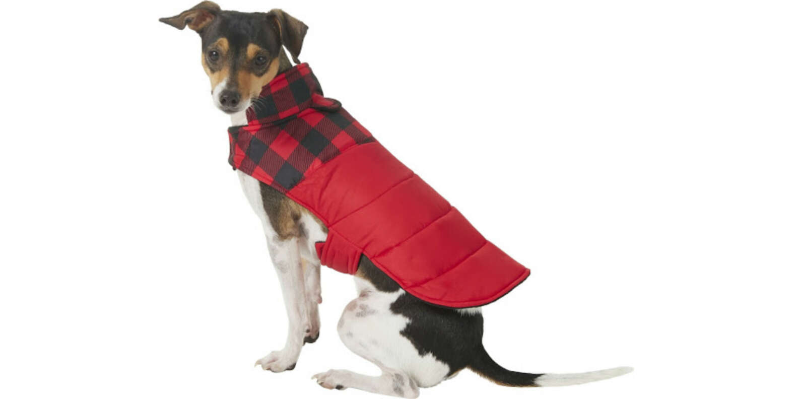 Fall Dog Coats Your Pup Will Love Wearing - DodoWell - The Dodo