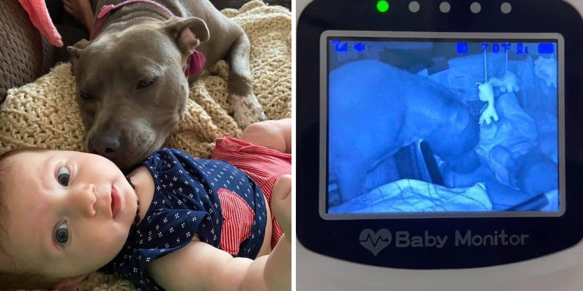 Pit Bull Is Always Checking On Her Baby Sister To Make Sure She's OK ...