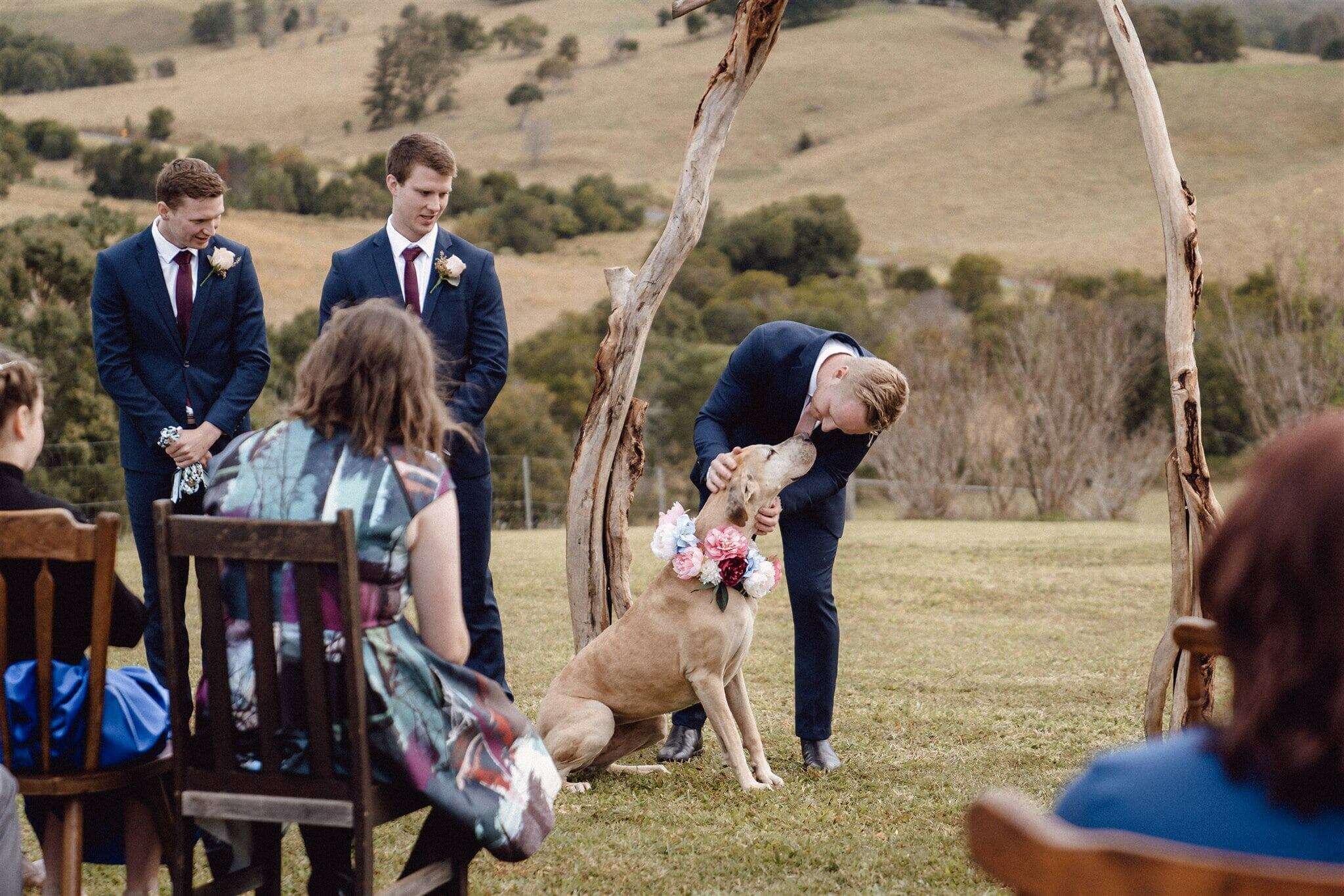 dog wedding