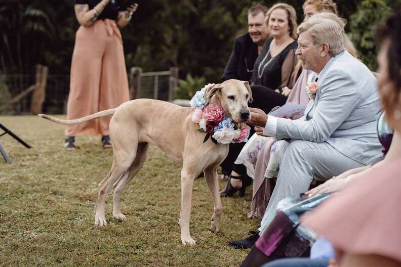 dog wedding