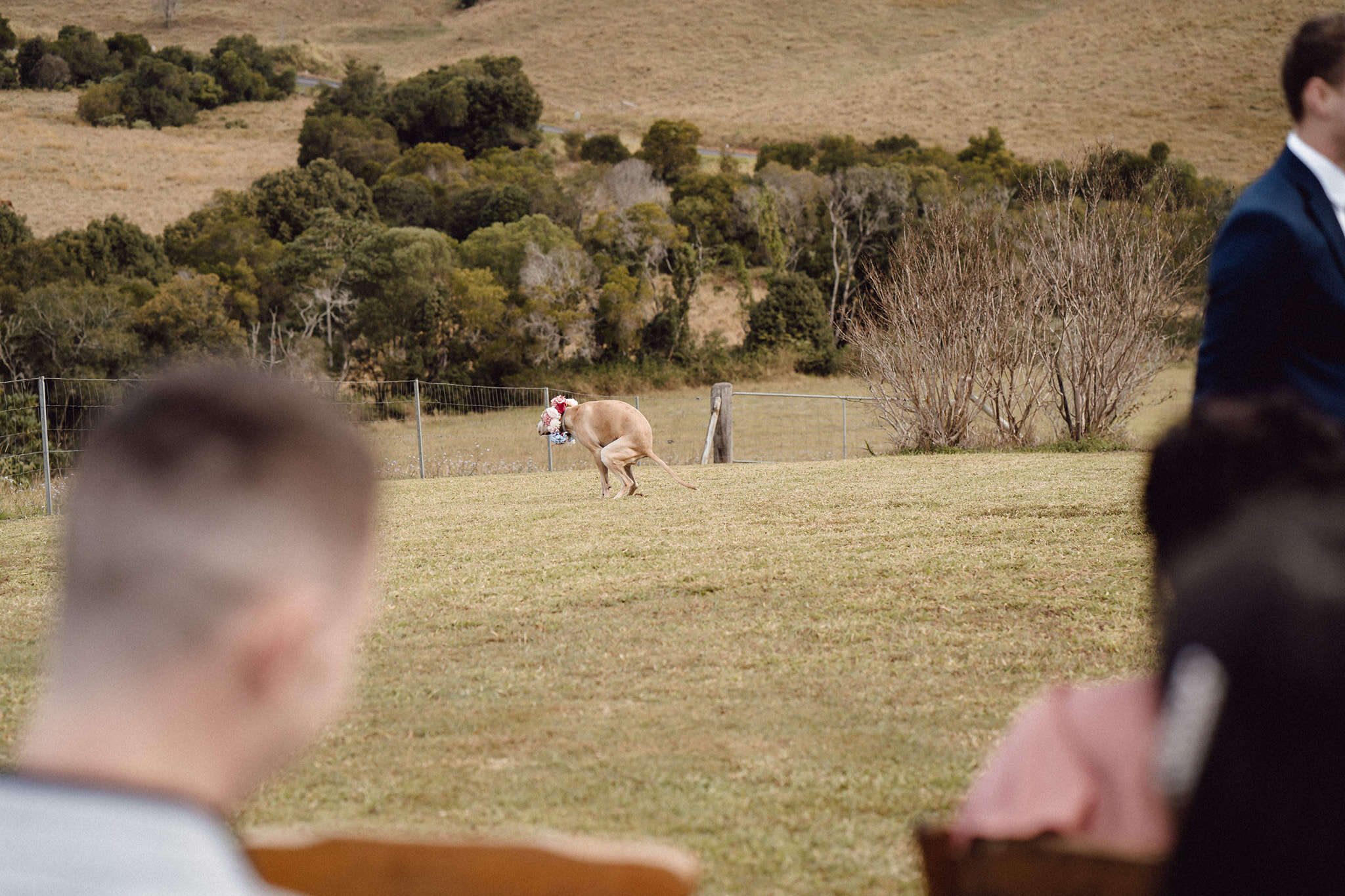 dog wedding