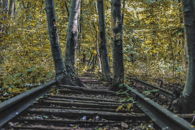 woods in Forest Park, Queens, NY