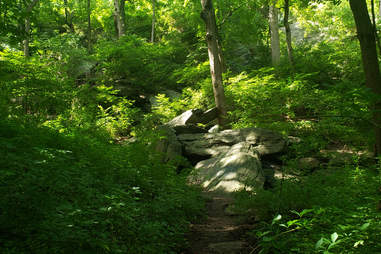 Inwood Hill Park forest