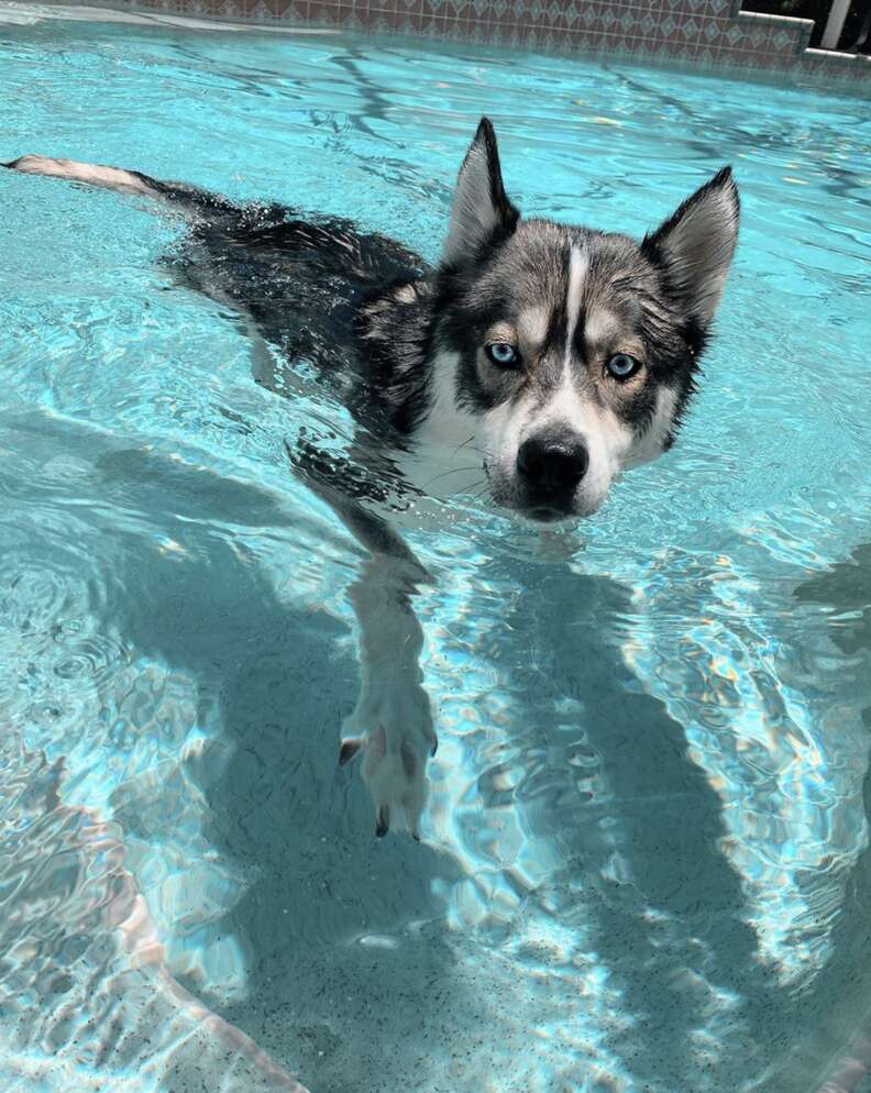 dog pool