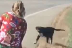 Woman Sees A Dog Run In Front Of Her Car And Becomes His Mom