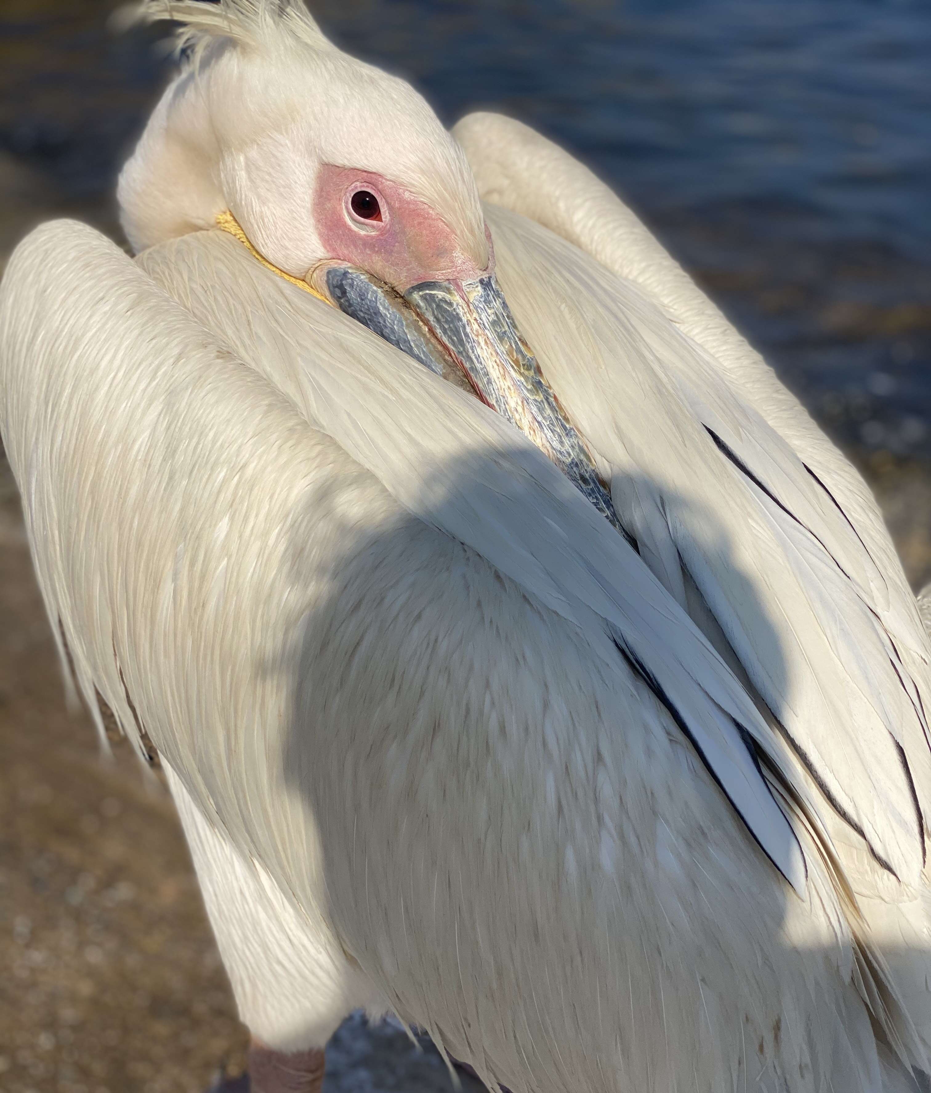 Ovi the pelican visits seafood restaurant