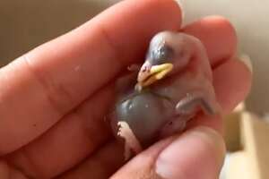 Tiny, Bald Baby Birds Get So Fluffy And Fly Back To The Wild