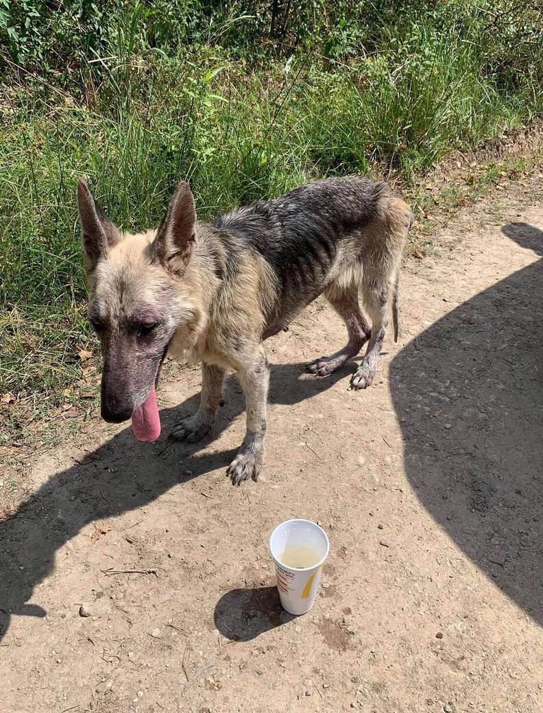 German shepherd found dumped in Texas