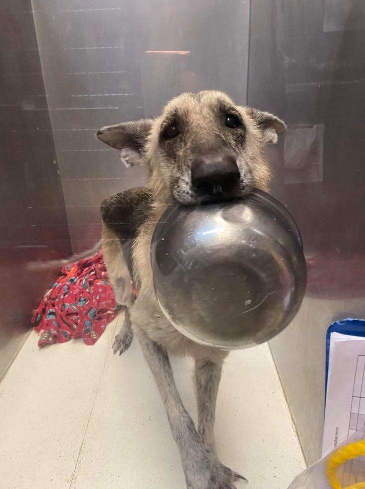 Stray dog holds up bowl asking for love