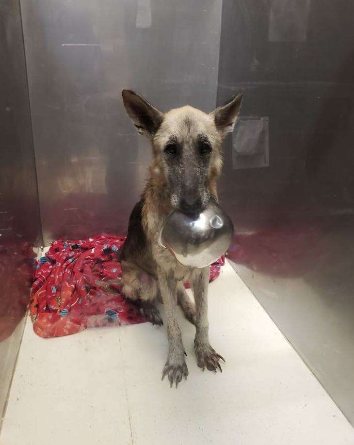 Sweet dog holds up her food bowl