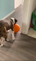 Pit bull steals mom's pumpkin