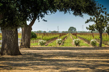 Oak Farm Vineyards