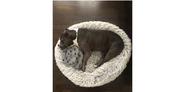 dog sleeping in bed