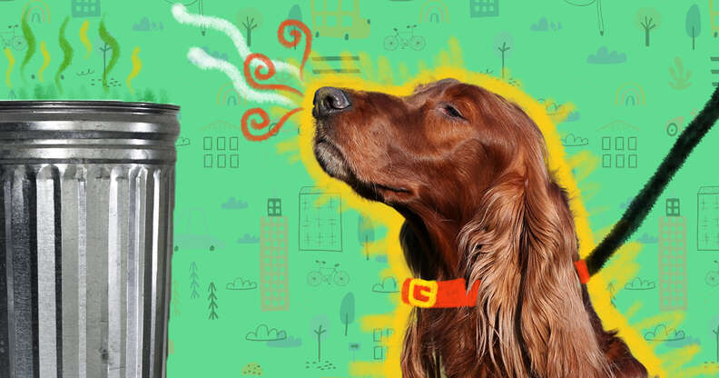 what information do dogs get from sniffing