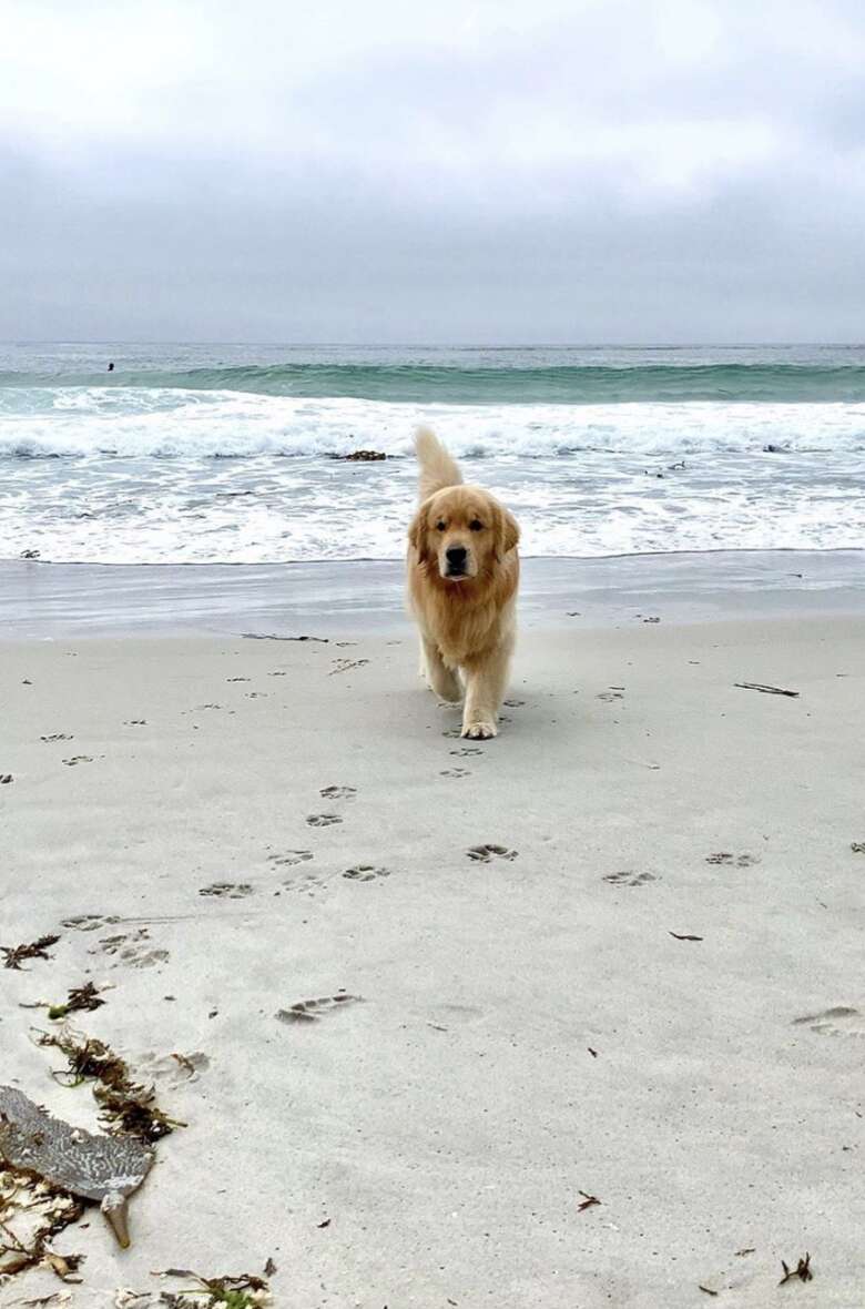 dog doesn't like waves