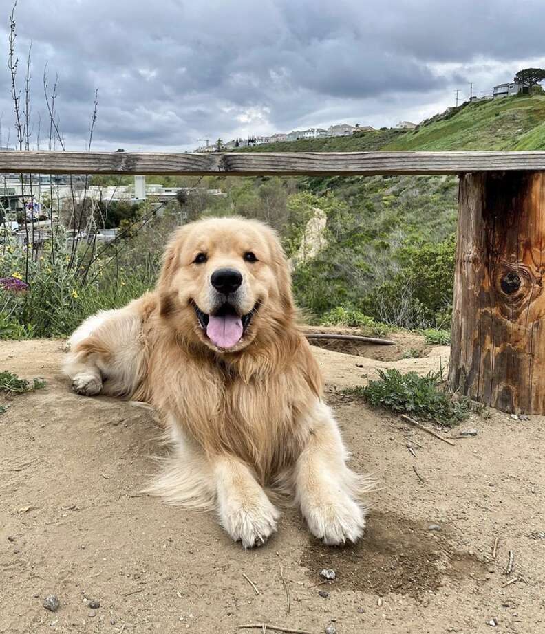 dog doesn't like waves