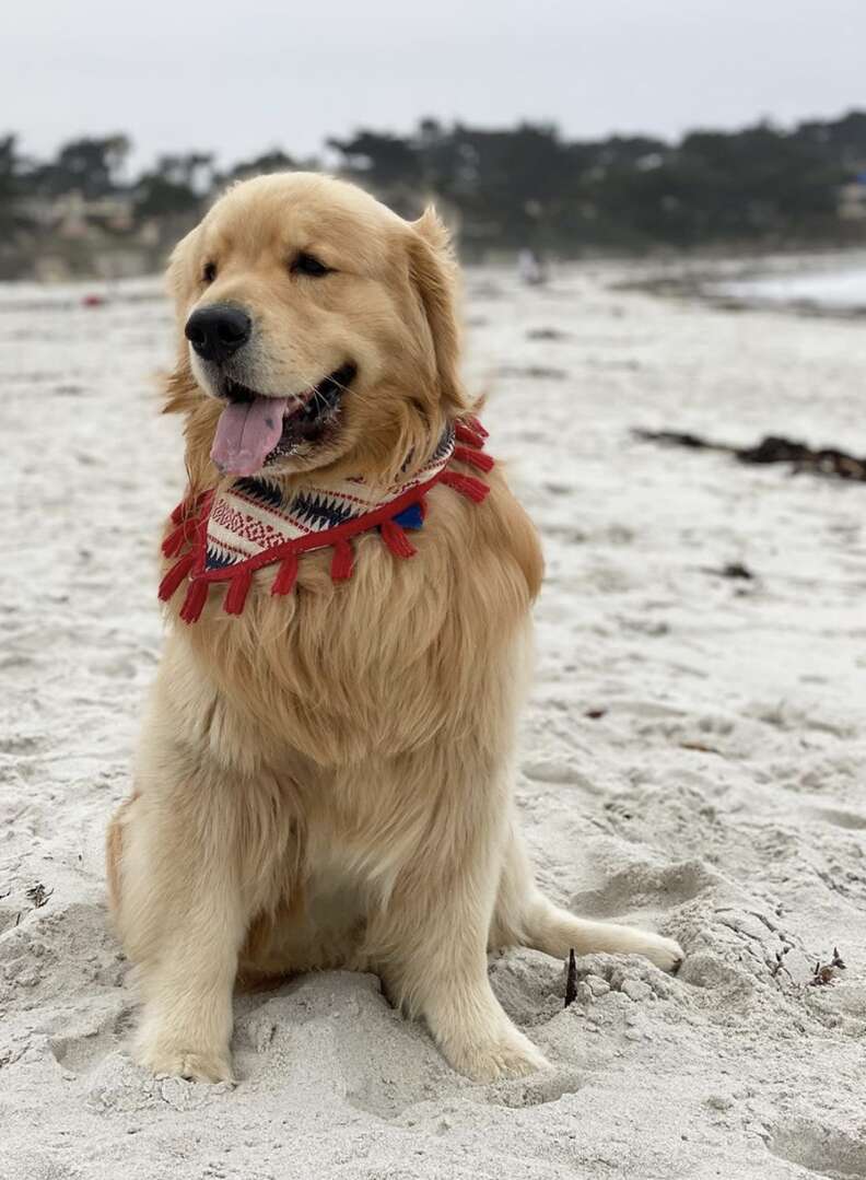 dog doesn't like waves