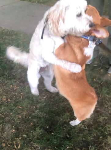 Dogs hug each other on the street