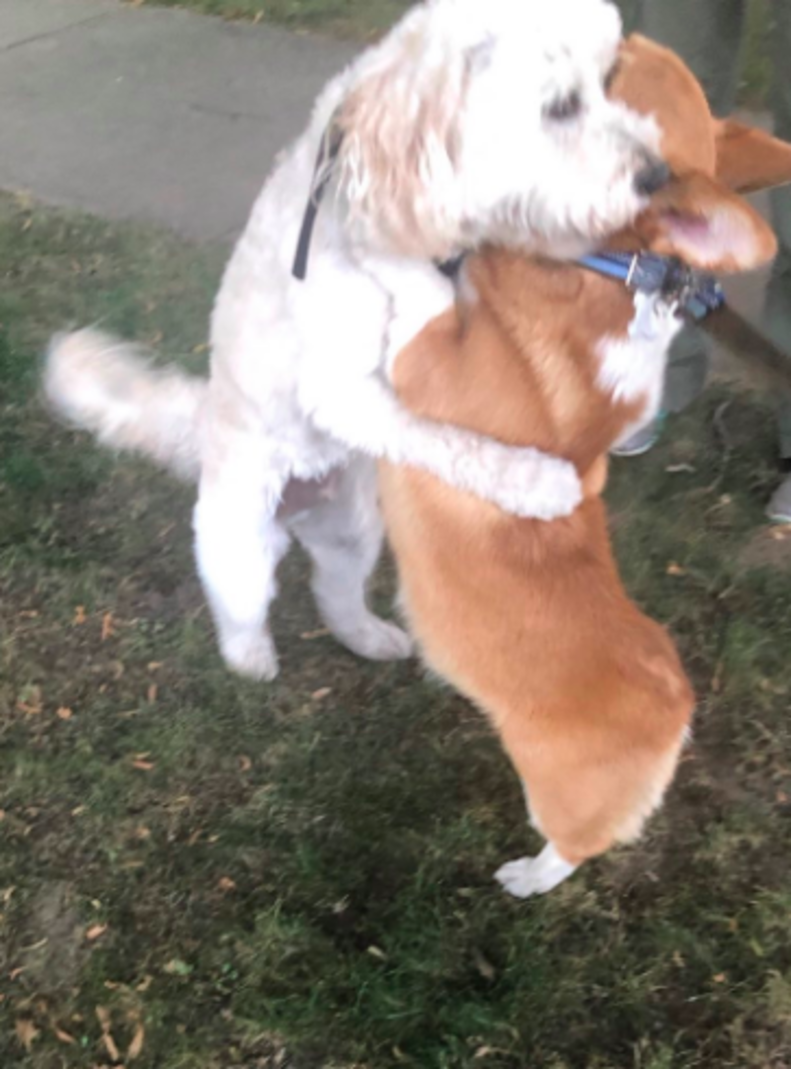 Loving Corgi Hugs Every Dog He Meets On His Walks - The Dodo