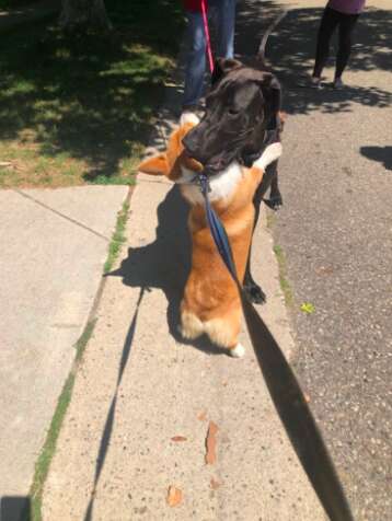 Corgi hugs a Great Dane