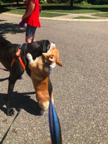 Corgi hugs every dog he meets