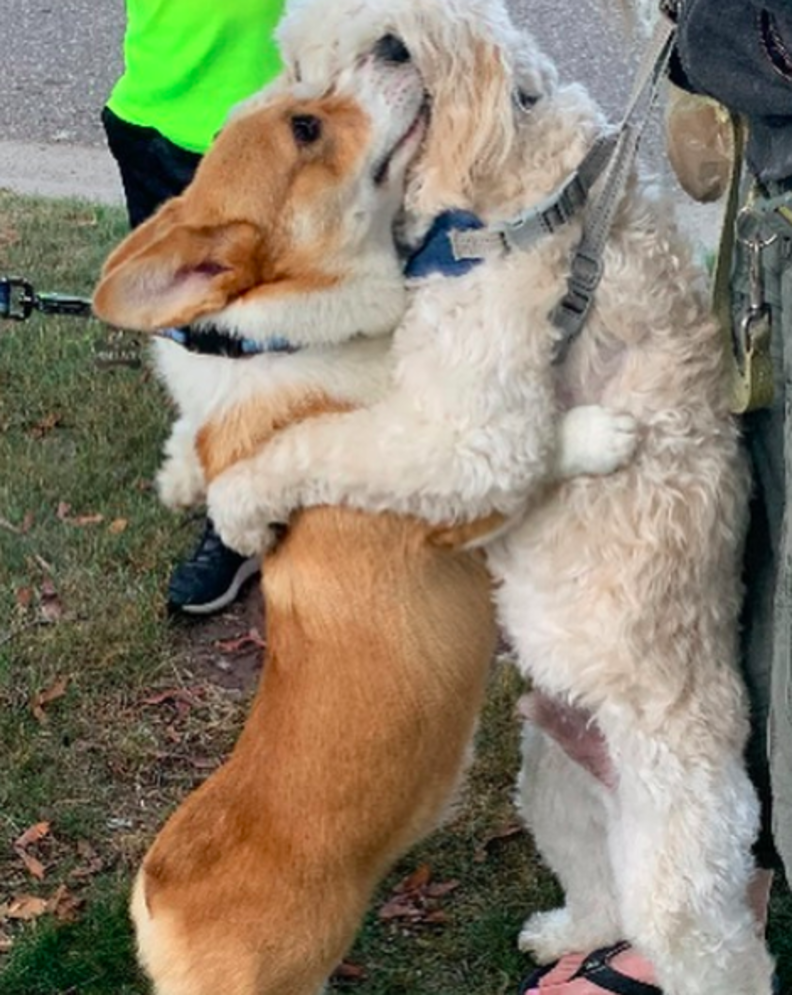 Loving Corgi Hugs Every Dog He Meets On His Walks - The Dodo