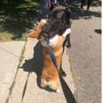 Loving Corgi Hugs Every Dog He Meets On His Walks