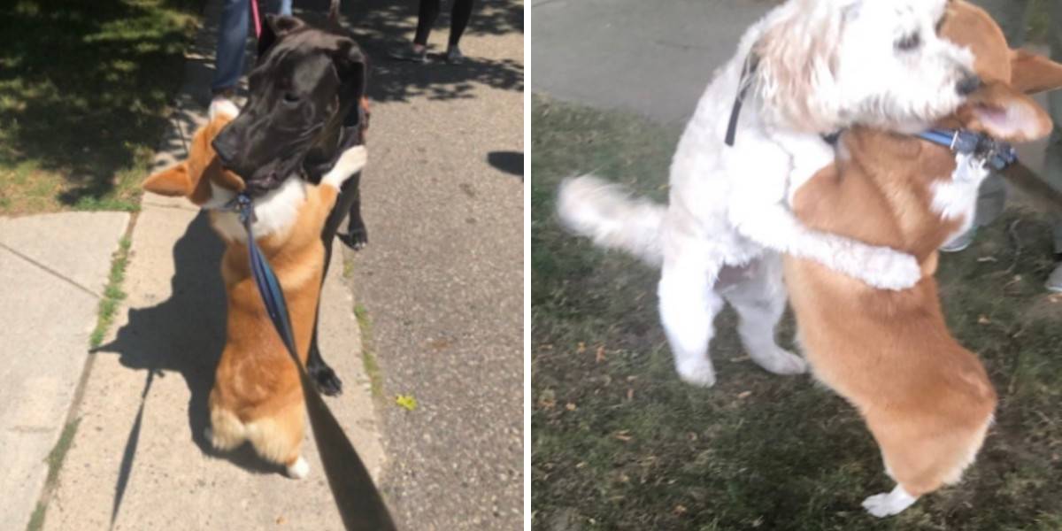 Loving Corgi Hugs Every Dog He Meets On His Walks - The Dodo