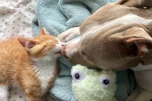 Tiny Kittens Help Heartbroken Pittie To Live Again