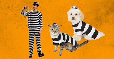 dog and cat prisoners costumes 