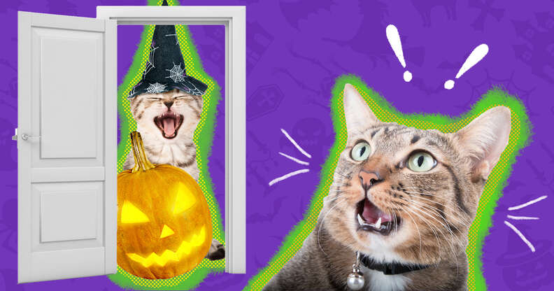 cat scared trick-or-treaters