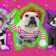scary dog halloween costumes