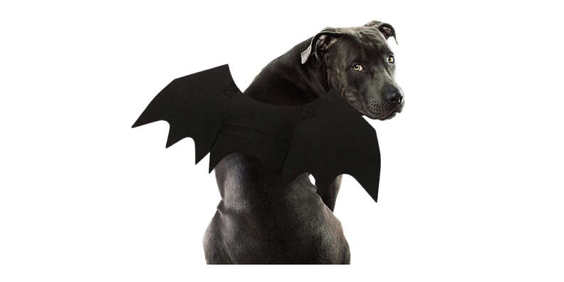 bat costume for dogs