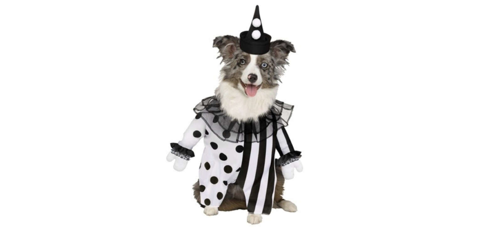 13 Of The Scariest Dog Halloween Costumes - The Dodo