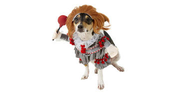 Pennywise dog costume