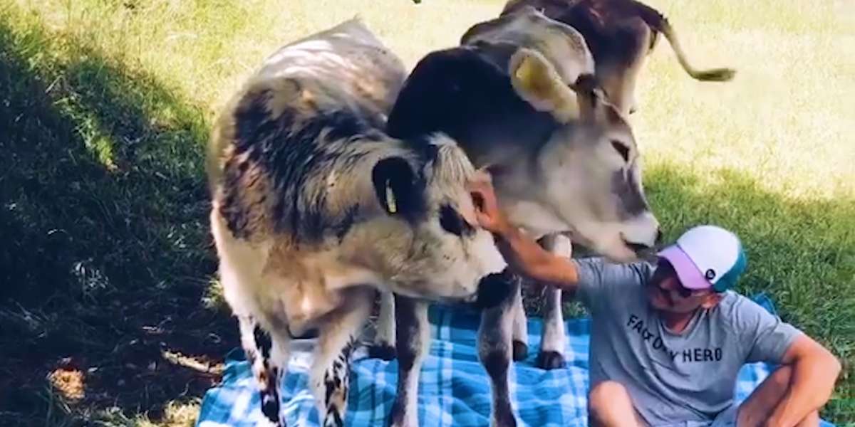 Guys Fulfills Childhood Dream Of Rescuing Farm Animals - Videos - The Dodo