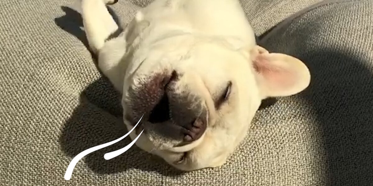 This Dog Is A Singing Potato - Videos - The Dodo
