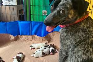 Pregnant Foster Dog Has Her Babies And Becomes A Puppy Again